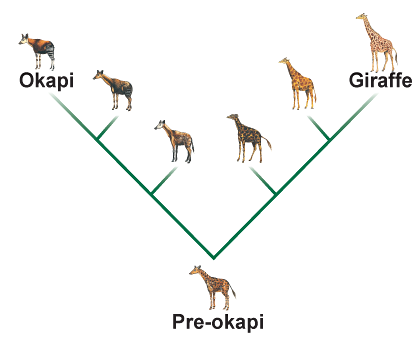 Okapi
Giraffe
Pre-okapi
