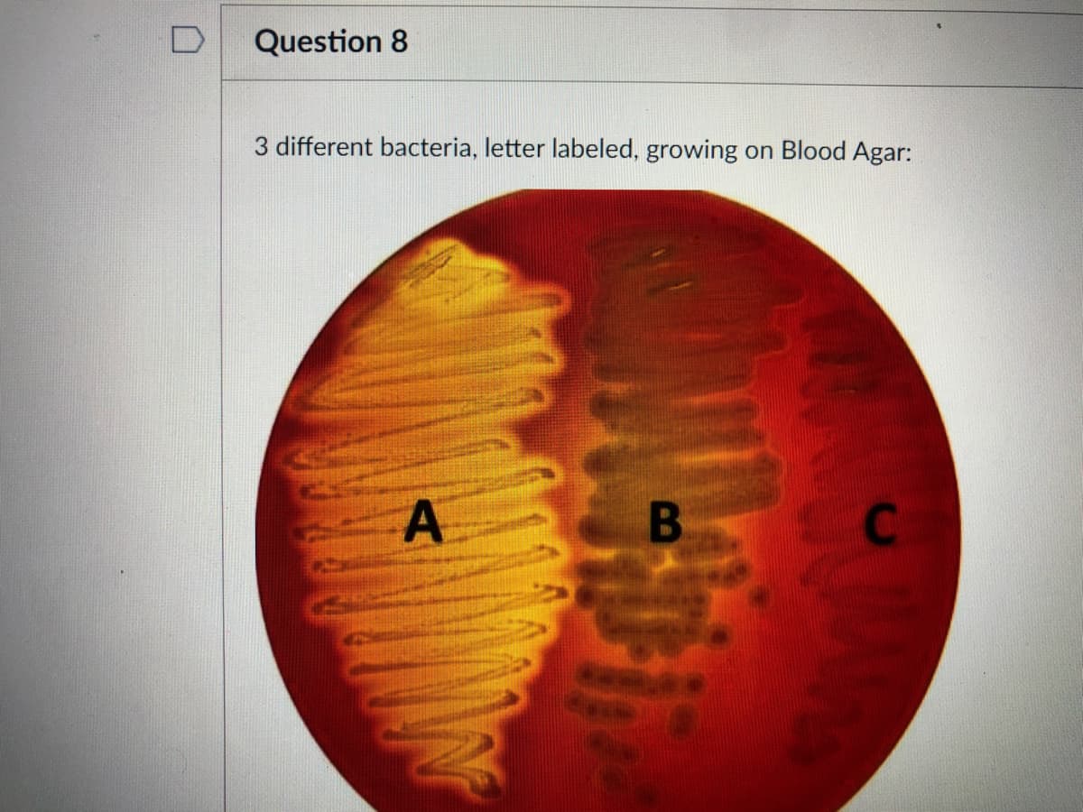 Question 8
3 different bacteria, letter labeled, growing
on Blood Agar:
A
C2
