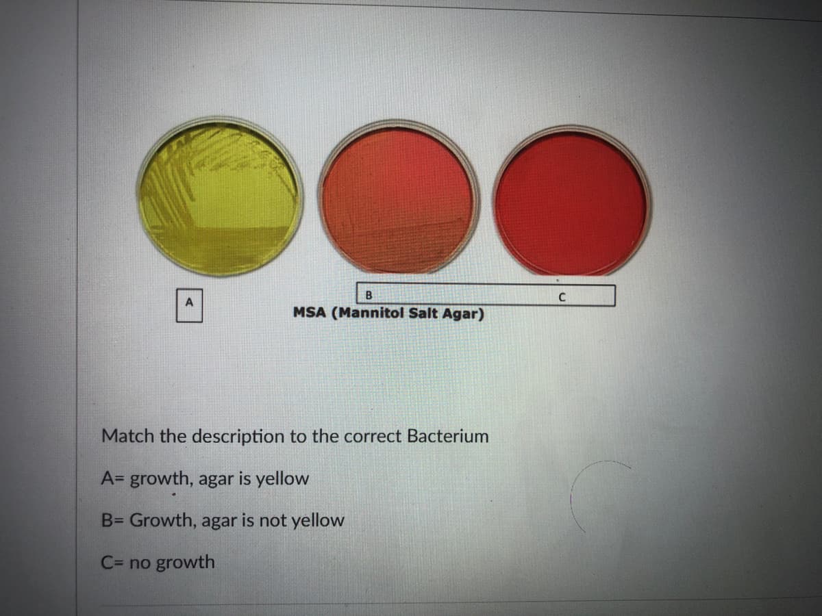 MSA (Mannitol Salt Agar)
Match the description to the correct Bacterium
A= growth, agar is yellow
B= Growth, agar is not yellow
C= no growth
