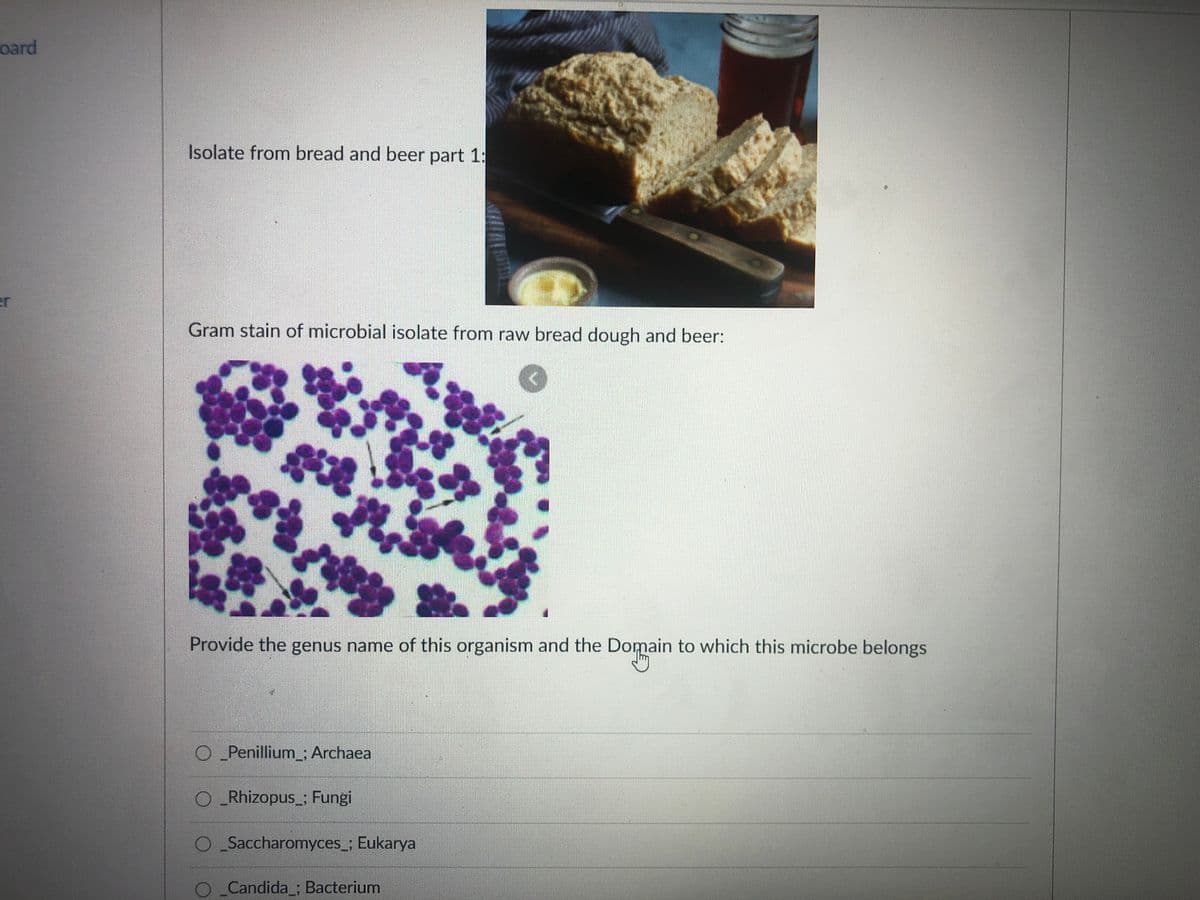 oard
Isolate from bread and beer part 1:
er
Gram stain of microbial isolate from raw bread dough and beer:
Provide the genus name of this organism and the Domain to which this microbe belongs
OPenillium ; Archaea
O Rhizopus ; Fungi
OSaccharomyces_; Eukarya
OCandida ; Bacterium
