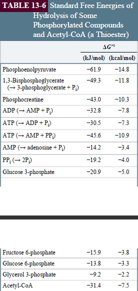 TABLE 13-6 Standard Free Energies of
Hydrolysis of Some
Phosphorylated Compounds
and Acetyl-CoA (a Thioester)
AG"
(kJ/mol) (kcal/mol)
Phosphoenolpyruvate
|1,3-Bisphosphoglycerate
(- 3-phosphoglycerate + P;)
-61.9
-14.8
-49.3
-11.8
Phosphocreatine
ADP (→ AMP + P)
-43.0
-10.3
-32.8
-7.8
ATP (- ADP + P;)
-30.5
-7.3
ATP (+ AMP + PP)
-45.6
-10.9
AMP (- adenosine + P;)
-14.2
-3.4
PP, (- 2P)
-19.2
-4.0
Glucose 3-phosphate
-20.9
-5.0
|Fructose 6-phosphate
Glucose 6-phosphate
-15.9
-3.8
-13.8
-3.3
Glycerol 3-phosphate
-9.2
-2.2
Acetyl-CoA
-31.4
-7.5
