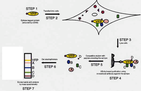 STEP 1
YFP
Trarsfect into ouilts
STEP 2
Epitope-tagged protain
(ancoded by eDNA)
STEP 3
Lyse calls
YFP
Competitive eluion with
peptide encoding the epitope
YFP Gel elactrophoresis
A
YFP A
B
STEP 5
STEP 6
Afinty-based purification uang
immobilized artibody against the epitape
STEP 4
Excise bands end analyze
by mass spactrometry
STEP 7
