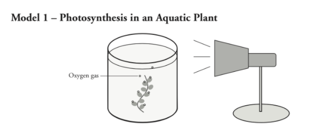 Model 1 – Photosynthesis in an Aquatic Plant
Oxygen gas-
