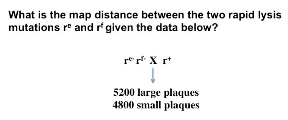 What is the map distance between the two rapid lysis
mutations re and rf given the data below?
re-rf- X r+
↓
5200 large plaques
4800 small plaques