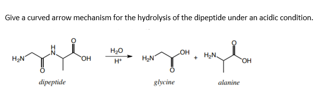 Give a curved arrow mechanism for the hydrolysis of the dipeptide under an acidic condition.
H20
H2N
он
H2N
H2N.
+
H*
OH
dipeptide
glycine
alanine
