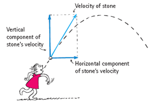 Velocity of stone
Vertical
component of
stone's velocity
*Horizontal component
of stone's velocity

