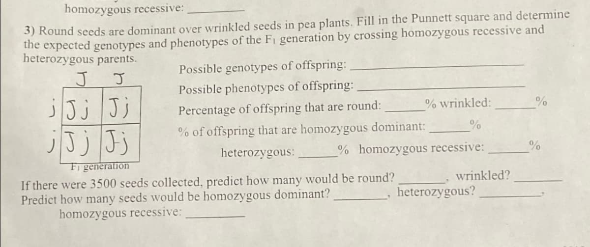 homozygous recessive:
3) Round seeds are dominant over wrinkled seeds in pea plants. Fill in the Punnett square and determine
the expected genotypes and phenotypes of the F₁ generation by crossing homozygous recessive and
heterozygous parents.
J
Possible genotypes of offspring:
Possible phenotypes of offspring:
Percentage of offspring that are round:
% of offspring that are homozygous dominant:
heterozygous:
J
j J j J j
j J j J j
Fi generation
If there were 3500 seeds collected, predict how many would be round?
Predict how many seeds would be homozygous dominant?
homozygous recessive:
% wrinkled:
%
% homozygous recessive:
wrinkled?
heterozygous?
%
%