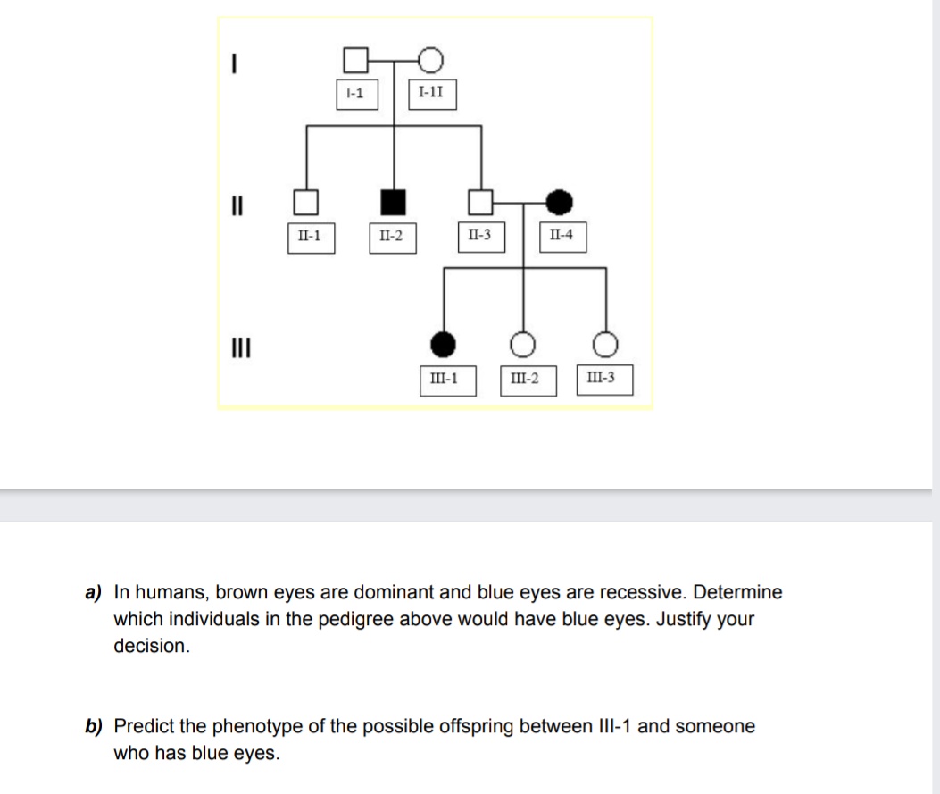 1-1
I-1I
II
II-1
II-2
П-3
П-4
II
III-1
III-2
III-3
a) In humans, brown eyes are dominant and blue eyes are recessive. Determine
which individuals in the pedigree above would have blue eyes. Justify your
decision.
b) Predict the phenotype of the possible offspring between III-1 and someone
who has blue eyes.
