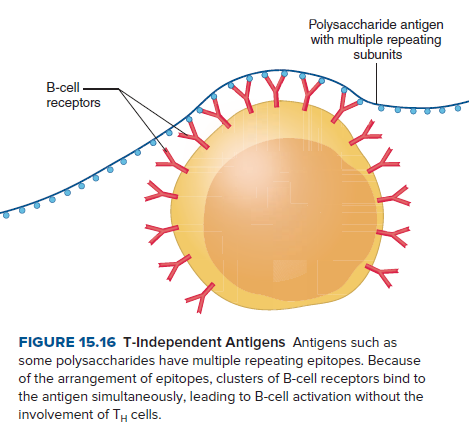 Polysaccharide antigen
with multiple repeating
subunits
B-cell
receptors
YY}
FIGURE 15.16 T-Independent Antigens Antigens such as
some polysaccharides have multiple repeating epitopes. Because
of the arrangement of epitopes, clusters of B-cell receptors bind to
the antigen simultaneously, leading to B-cell activation without the
involvement of TH cells.
(YY
