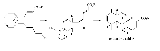 CO,R
COR
H
.CO,R
Ph
H-
H
H
Ph
endiandric acid A
