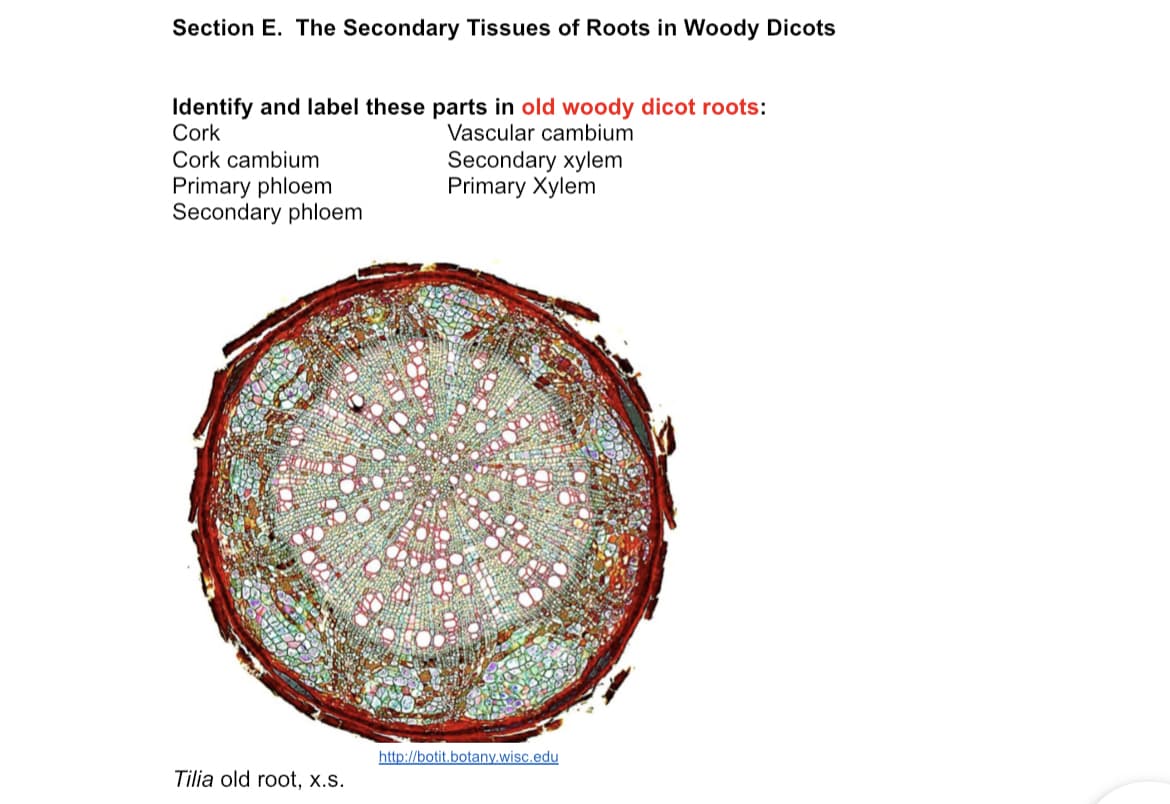 Section E. The Secondary Tissues of Roots in Woody Dicots
Identify and label these parts in old woody dicot roots:
Cork
Vascular cambium
Secondary xylem
Primary Xylem
Cork cambium
Primary phloem
Secondary phloem
http://botit.botany.wisc.edu
Tilia old root, x.s.
