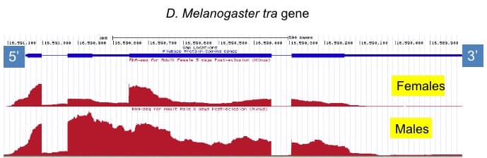 D. Melanogaster tra gene
500 banes
IL6,502, 700 |15,00,e20
OND LOcAriors
I16,0,see l10, s90, 400 115,c00, 20 l16, 590, 200 L6,00, 102 l1e,50e, 000 |16,s29,920
|16, 90, a00
5'
3'
n-awa for hcu t Puanle 5 ca Poxt-vcloa lon (Hinux
Females
KHH-sen tor Hou it Male6 0AUS Fosr-ecios on cMIPuS)
Males
