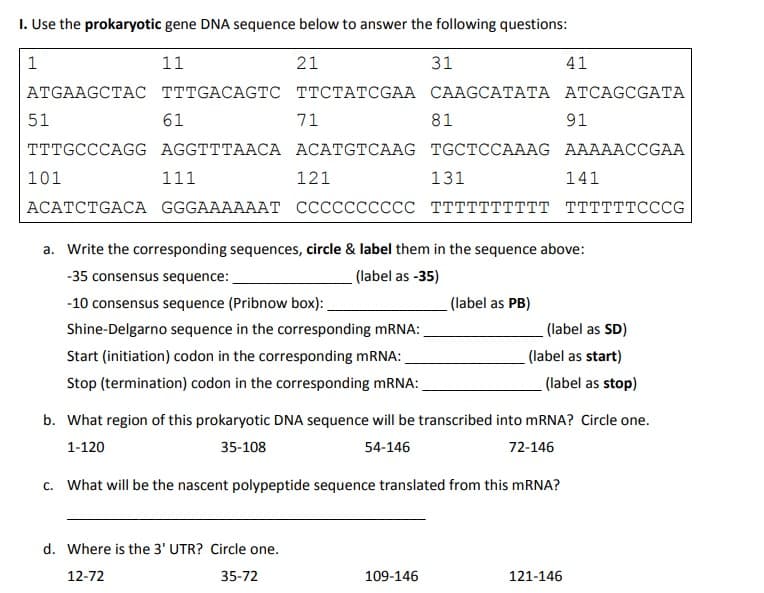 1. Use the prokaryotic gene DNA sequence below to answer the following questions:
1
11
21
ATGAAGCTAC
51
TTTGCCCAGG
101
61
TTTGACAGTC TTCTATCGAA CAAGCATATA ATCAGCGATA
111
71
31
121
AGGTTTAACA ACATGTCAAG TGCTCCAAAG AAAAACCGAA
d. Where is the 3' UTR? Circle one.
12-72
35-72
81
131
109-146
41
ACATCTGACA GGGAAAAAAT CCCCCCCCCC TTTTTTTTTT TTTTTTCCCG
91
a. Write the corresponding sequences, circle & label them in the sequence above:
-35 consensus sequence:
(label as -35)
-10 consensus sequence (Pribnow box):
Shine-Delgarno sequence in the corresponding mRNA:_
Start (initiation) codon in the corresponding mRNA:
Stop (termination) codon in the corresponding mRNA:_
(label as PB)
141
(label as SD)
(label as start)
b. What region of this prokaryotic DNA sequence will be transcribed into mRNA? Circle one.
1-120
35-108
54-146
72-146
c. What will be the nascent polypeptide sequence translated from this mRNA?
121-146
(label as stop)