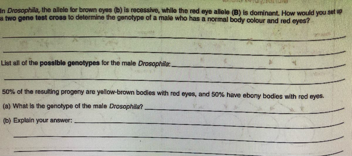 In Drosophila, the allele for brown eyes (b) is recessive, whlle the red eye allele (B) is dominant. How would you set up
a two gene test cross to determine the genotype of a male who has a normal body colour and red eyes?
List all of the possible genotypes for the male Drosophila:.
50% of the resulting progeny are yellow-brown bodies with red eyes, and 50% have ebony bodies with red eyes.
(a) What Is the genotype of the male Drosophila?
(b) Explain your answer:
