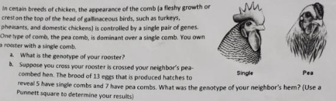 In certain breeds of chicken, the appearance of the comb (a fleshy growth or
crest on the top of the head of gallinaceous birds, such as turkeys,
pheasants, and domestic chickens) is controlled by a single pair of genes.
One type of comb, the pea comb, is dominant over a single comb. You own
a rooster with a single comb.
M
a. What is the genotype of your rooster?
b. Suppose you cross your rooster is crossed your neighbor's pea-
combed hen. The brood of 13 eggs that is produced hatches to
Single
reveal 5 have single combs and 7 have pea combs. What was the genotype of your neighbor's hem? (Use a
Punnett square to determine your results).
Pea