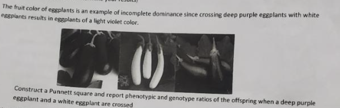 The fruit color of eggplants is an example of incomplete dominance since crossing deep purple eggplants with white
eggplants results in eggplants of a light violet color.
Construct a Punnett square and report phenotypic and genotype ratios of the offspring when a deep purple
eggplant and a white eggplant are crossed