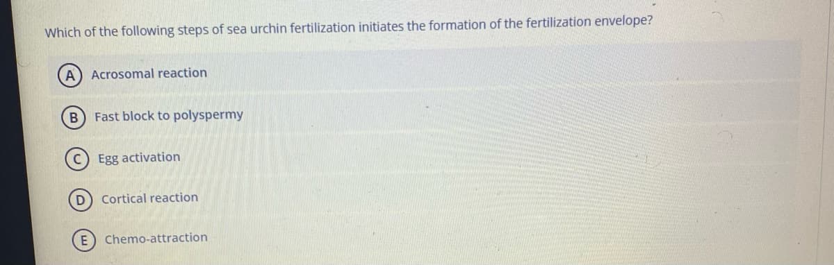 Which of the following steps of sea urchin fertilization initiates the formation of the fertilization envelope?
A
Acrosomal reaction
Fast block to polyspermy
Egg activation
Cortical reaction
Chemo-attraction
