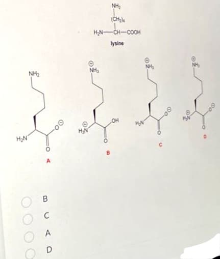 NH,
(CH,
H,N-
-CH-COOH
lysine
NH2
NH,
OH
HN
C
A
O D
