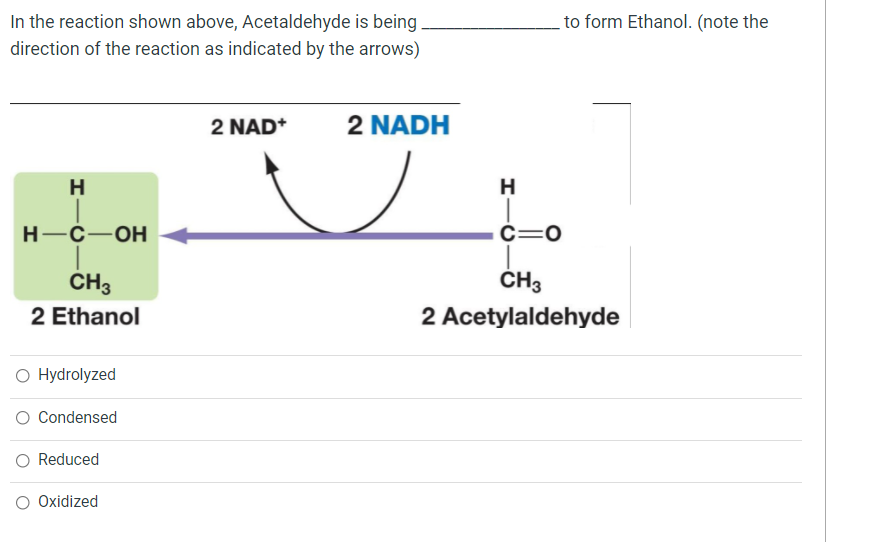 In the reaction shown above, Acetaldehyde is being.
direction of the reaction as indicated by the arrows)
to form Ethanol. (note the
2 NAD*
2 NADH
H
H
Н-С—ОН
c=0
CH3
ČH3
2 Ethanol
2 Acetylaldehyde
O Hydrolyzed
O Condensed
Reduced
O Oxidized
