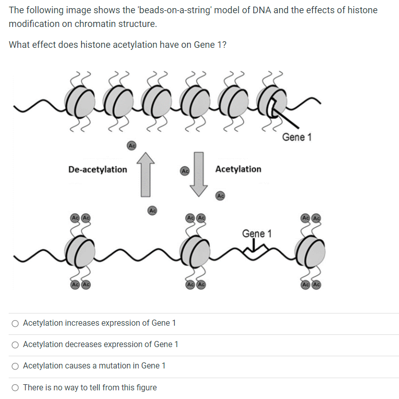 The following image shows the 'beads-on-a-string' model of DNA and the effects of histone
modification on chromatin structure.
What effect does histone acetylation have on Gene 1?
Gene 1
De-acetylation
Acetylation
Ac
Ac
Gene 1
Ac
Ac Ac
O Acetylation increases expression of Gene 1
O Acetylation decreases expression of Gene 1
O Acetylation causes a mutation in Gene 1
O There is no way to tell from this figure
