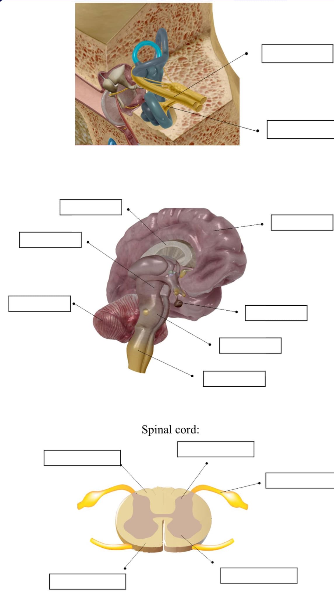 Spinal cord: