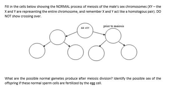 Fill in the cells below showing the NORMAL process of meiosis of the male's sex chromosomes (XY – the
X and Y are representing the entire chromosome, and remember X and Y act like a homologous pair). DO
NOT show crossing over.
prior to meiosis
44 +XY
What are the possible normal gametes produce after meiosis division? Identify the possible sex of the
offspring if these normal sperm cells are fertilized by the egg cell.
