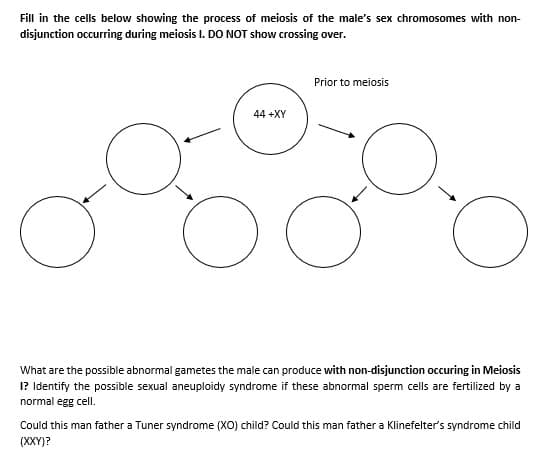 Fill in the cells below showing the process of meiosis of the male's sex chromosomes with non-
disjunction occurring during meiosis I. DO NOT show crossing over.
Prior to meiosis
44 +XY
What are the possible abnormal gametes the male can produce with non-disjunction occuring in Meiosis
I? Identify the possible sexual aneuploidy syndrome if these abnormal sperm cells are fertilized by a
normal egg cell.
Could this man father a Tuner syndrome (XO) child? Could this man father a Klinefelter's syndrome child
(XXY)?
