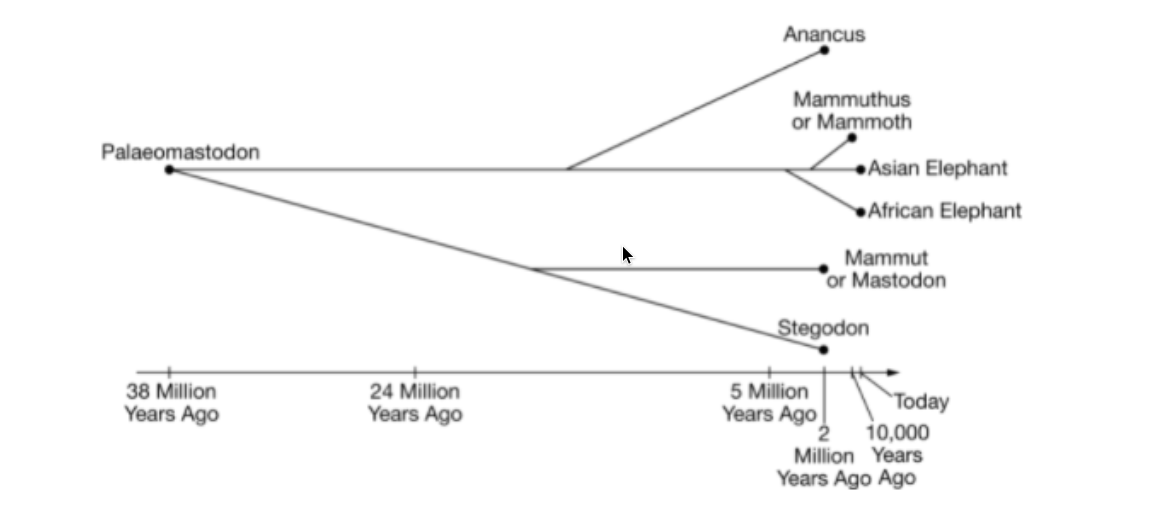 Anancus
Mammuthus
or Mammoth
Palaeomastodon
•Asian Elephant
»African Elephant
Mammut
or Mastodon
Stegodon
24 Million
Years Ago
38 Million
5 Million
Today
10,000
Million Years
Years Ago Ago
Years Ago
Years Ago
