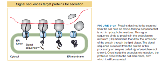 Signal sequences target proteins for secretion
FIGURE 9-24 Proteins destined to be secreted
from the cell have an amino-terminal sequence that
is rich in hydrophobic residues. This signal
sequence binds to proteins in the endoplasmic
reticulum (ER) membrane that draw the remainder
of the protein through the lipid bilayer. The signal
sequence is cleaved from the protein in this
process by an enzyme called signal peptidase (not
shown). Once inside the endoplasmic reticulum, the
protein is directed to the cell membrane, from
which it will be secreted.
ER
lumen Signal
sequence-
Cytosol
ER membrane
