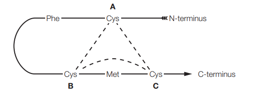 A
Phe
Cys
«N-terminus
Cys
Met
Cys-
C-terminus
B
