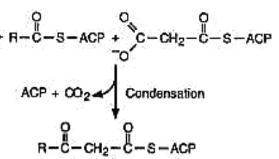-R-C-5-ACP+ C-CH₂-C-S-ACP
TO
ACP + 0024
00241
Condensation
#
R-C-CH₂-C-S-ACP