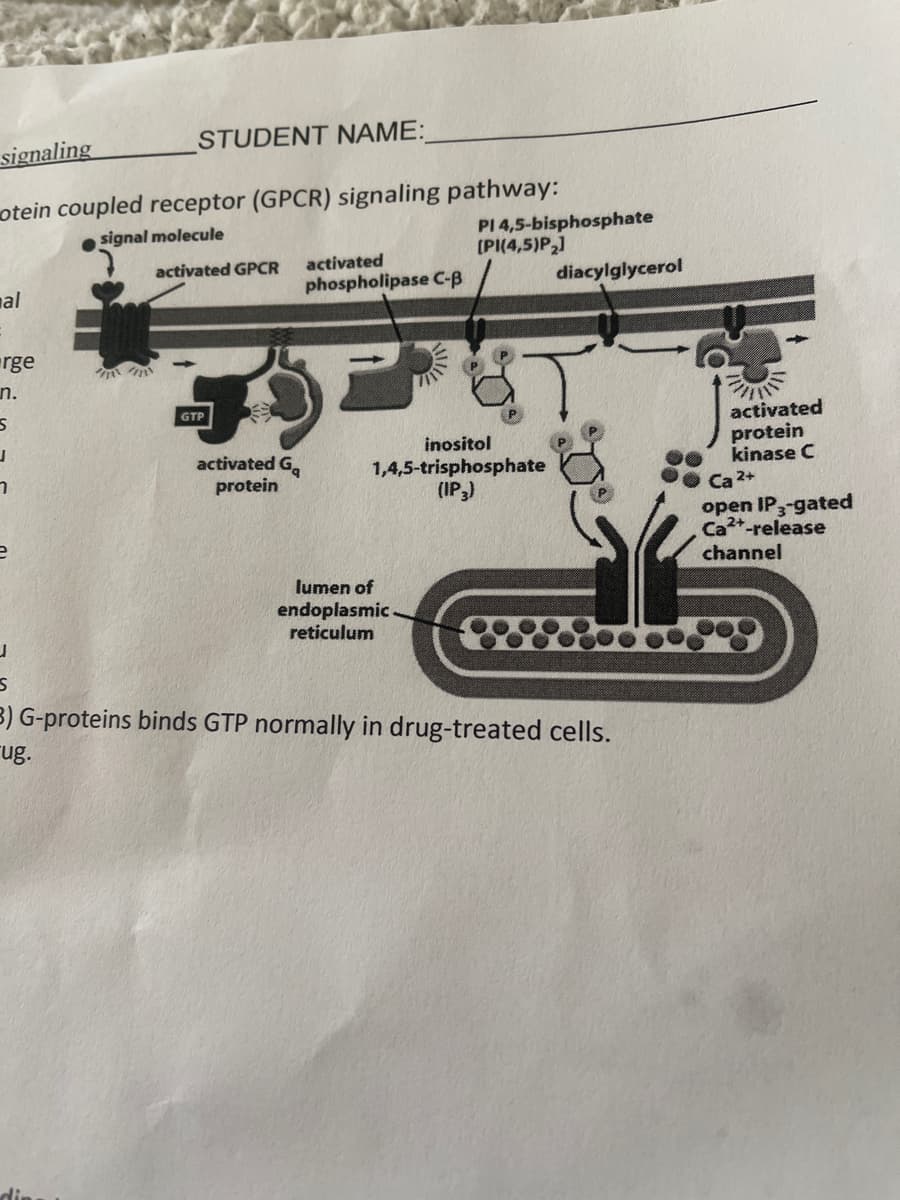 STUDENT NAME:
signaling
otein coupled receptor (GPCR) signaling pathway:
PI 4,5-bisphosphate
(PI(4,5)P2]
signal molecule
activated GPCR
activated
phospholipase C-B
diacylglycerol
al
rge
n.
GTP
activated
protein
inositol
1,4,5-trisphosphate
(IP)
activated G.
kinase C
Ca 2+
open IP,-gated
protein
Ca-release
channel
lumen of
endoplasmic
reticulum
3) G-proteins binds GTP normally in drug-treated cells.
rug.
