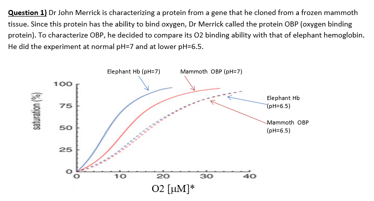 Question 1) Dr John Merrick is characterizing a protein from a gene that he cloned from a frozen mammoth
tissue. Since this protein has the ability to bind oxygen, Dr Merrick called the protein OBP (oxygen binding
protein). To characterize OBP, he decided to compare its 02 binding ability with that of elephant hemoglobin.
He did the experiment at normal pH=7 and at lower pH=6.5.
Elephant Hb (pH=7)
Mammoth OBР (рн-7)
100
Elephant Hb
(PH36.5)
75
Mammoth OBP
50
(pH=6.5)
25
10
20
30
40
02 [µM]*
saturation (%)
