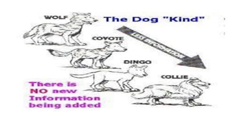 WOLF
The Dog "Kind"
LESS INFORHATION
COYOTE
DINGO
COLLIE
There s
NO new
Information
being added
