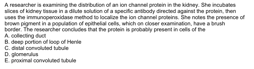 A researcher is examining the distribution of an ion channel protein in the kidney. She incubates
slices of kidney tissue in a dilute solution of a specific antibody directed against the protein, then
uses the immunoperoxidase method to localize the ion channel proteins. She notes the presence of
brown pigment in a population of epithelial cells, which on closer examination, have a brush
border. The researcher concludes that the protein is probably present in cells of the
A. collecting duct
B. deep portion of loop of Henle
C. distal convoluted tubule
D. glomerulus
E. proximal convoluted tubule