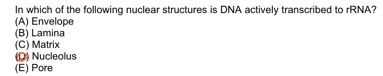 In which of the following nuclear structures is DNA actively transcribed to rRNA?
(A) Envelope
(B) Lamina
(C) Matrix
(D) Nucleolus
(E) Pore