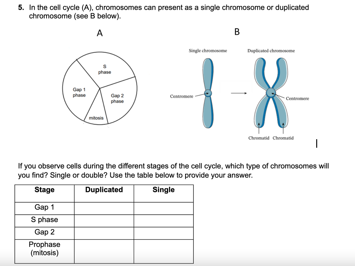 5. In the cell cycle (A), chromosomes can present as a single chromosome or duplicated
chromosome (see B below).
A
Gap 1
phase
Gap 1
S phase
Gap 2
Prophase
(mitosis)
S
phase
mitosis
Gap 2
phase
Single chromosome
B
Centromere
Duplicated chromosome
1-8-
Chromatid Chromatid |
Centromere
If you observe cells during the different stages of the cell cycle, which type of chromosomes will
you find? Single or double? Use the table below to provide your answer.
Stage
Duplicated
Single