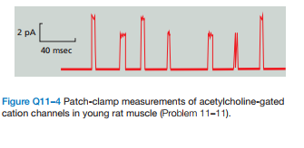 2 pA
40 msec
Figure Q11-4 Patch-clamp measurements of acetylcholine-gated
cation channels in young rat muscle (Problem 11-11).
