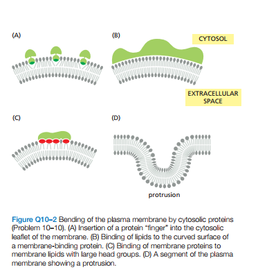 (A)
(B)
CYTOSOι
EXTRACELLULAR
SPACE
(C)
(D)
protrusion
Figure Q10-2 Bending of the plasma membrane by cytosolic proteins
(Problem 10-10). (A) Insertion of a protein "finger" into the cytosolic
leaflet of the membrane. (B) Binding of lipids to the curved surface of
a membrane-binding protein. (C) Binding of membrane proteins to
membrane lipids with large head groups. (D) A segment of the plasma
membrane showing a protrusion.
3
