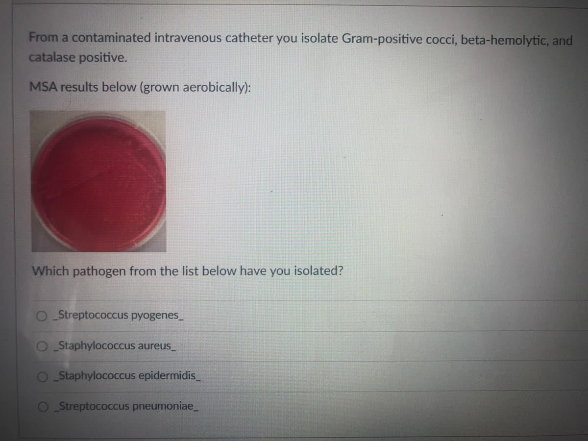 From a contaminated intravenous catheter you isolate Gram-positive cocci, beta-hemolytic, and
catalase positive.
MSA results below (grown aerobically):
Which pathogen from the list below have you isolated?
O Streptococcus pyogenes_
O Staphylococcus aureus_
Staphylococcus epidermidis_
Streptococcus pneumoniae_
