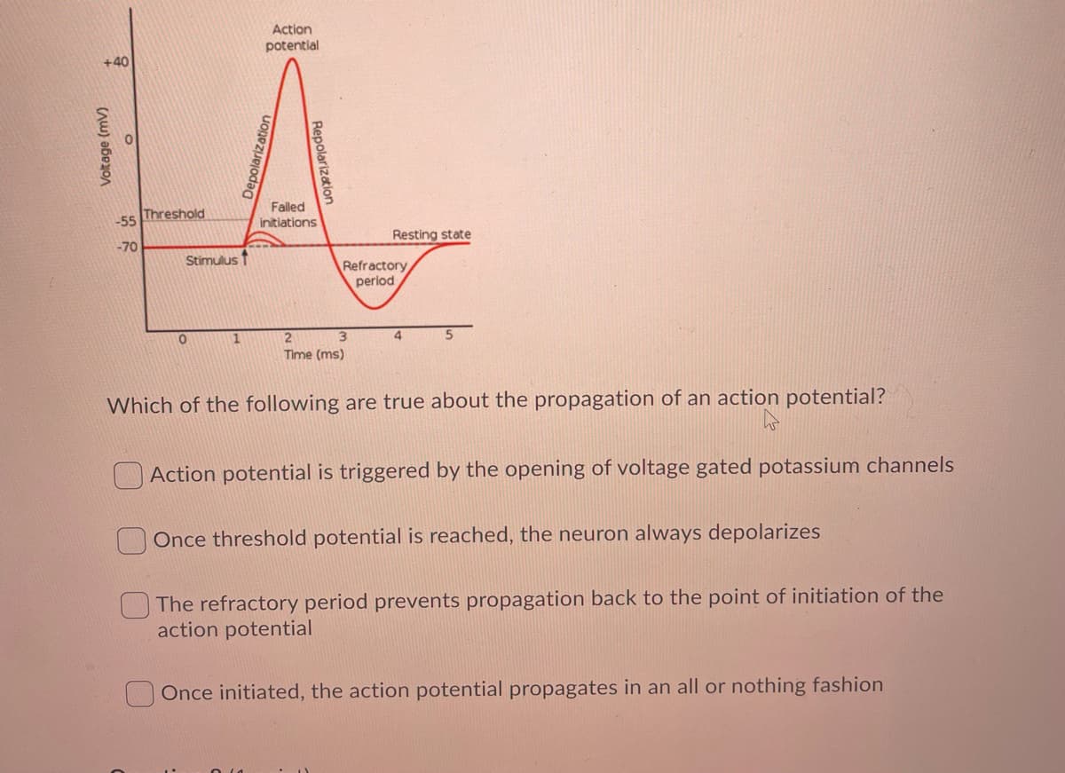 Action
potential
+40
Threshold
-55
Failed
initiations
Resting state
-70
Stimulus T
Refractory
period
3.
4.
Time (ms)
Which of the following are true about the propagation of an action potential?
O Action potential is triggered by the opening of voltage gated potassium channels
Once threshold potential is reached, the neuron always depolarizes
The refractory period prevents propagation back to the point of initiation of the
action potential
Once initiated, the action potential propagates in an all or nothing fashion
Voltage (mV)
Depolarization
Repolarization
