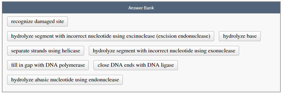 Answer Bank
recognize damaged site
hydrolyze segment with incorrect nucleotide using excinuclease (excision endonuclease) hydrolyze base
separate strands using helicase
hydrolyze segment with incorrect nucleotide using exonuclease
fill in gap with DNA polymerase
close DNA ends with DNA ligase
hydrolyze abasic nucleotide using endonuclease