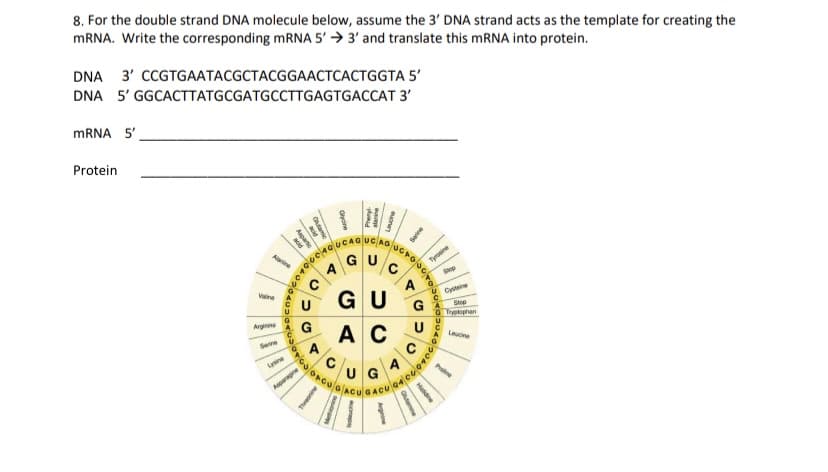 8. For the double strand DNA molecule below, assume the 3' DNA strand acts as the template for creating the
mRNA. Write the corresponding mRNA 5' 3' and translate this mRNA into protein.
DNA 3' CCGTGAATACGCTACGGAACTCACTGGTA 5'
DNA 5' GGCACTTATGCGATGCCTTGAGTGACCAT 3'
mRNA 5'
Protein
Aline
Valine
Arginine
partic
Lysine
Asparagine
COTOCOAQUC.
C
FOU
U
G
A
Glycine
Threonine
A
GUC
A
GU G Stop
Step
Cysteine
GTryptophan
Phenyl-
sarine
Lauche
C
Serie
CROUCH
UG
A C U
Hatidine
Tyrosine
2060 20/
Leucine
Proine