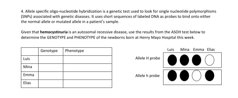 4. Allele specific oligo-nucleotide hybridization is a genetic test used to look for single nucleotide polymorphisms
(SNPS) associated with genetic diseases. It uses short sequences of labeled DNA as probes to bind onto either
the normal allele or mutated allele in a patient's sample.
Given that hemocystinuria is an autosomal recessive disease, use the results from the ASOH test below to
determine the GENOTYPE and PHENOTYPE of the newborns born at Henry Mayo Hospital this week.
Luis
Mina
Emma
Elias
Genotype
Phenotype
Allele H probe
Allele h probe
Luis Mina Emma Elias