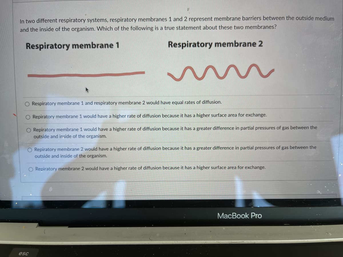 In two different respiratory systems, respiratory membranes 1 and 2 represent membrane barriers between the outside medium
and the inside of the organism. Which of the following is a true statement about these two membranes?
Respiratory membrane 1
Respiratory membrane 2
O Respiratory membrane 1 and respiratory membrane 2 would have equal rates of diffusion.
O Repiratory membrane 1 would have a higher rate of diffusion because it has a higher surface area for exchange.
O Repiratory membrane 1 would have a higher rate of diffusion because it has a greater difference in partial pressures of gas between the
outside and inside of the organism.
Repiratory membrane 2 would have a higher rate of diffusion because it has a greater difference in partial pressures of gas between the
outside and inside of the organism.
O Repiratory membrane 2 would have a higher rate of diffusion because it has a higher surface area for exchange.
MacBook Pro
esc
