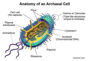 Cell wall
(No capsule)
Plasma
membrane
Anatomy of an Archaeal Cell
Archaellum
Pilus
Ribosome
Plasmid
Hamus or Cannulae
(Tube-like structures
unique to Archaea)
Cytoplasm
Nucleoid
(Chromosomal DNA)
rescience.com
