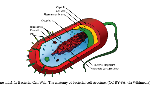 Capsule
Cell wall
Plasma membrane.
Cytoplasm
Ribosomes
Plasmid
Pili
O
Bacterial Flagellum
Nucleoid (circular DNA)
re 4.4A. 1: Bacterial Cell Wall: The anatomy of bacterial cell structure. (CC BY-SA; via Wikimedia)