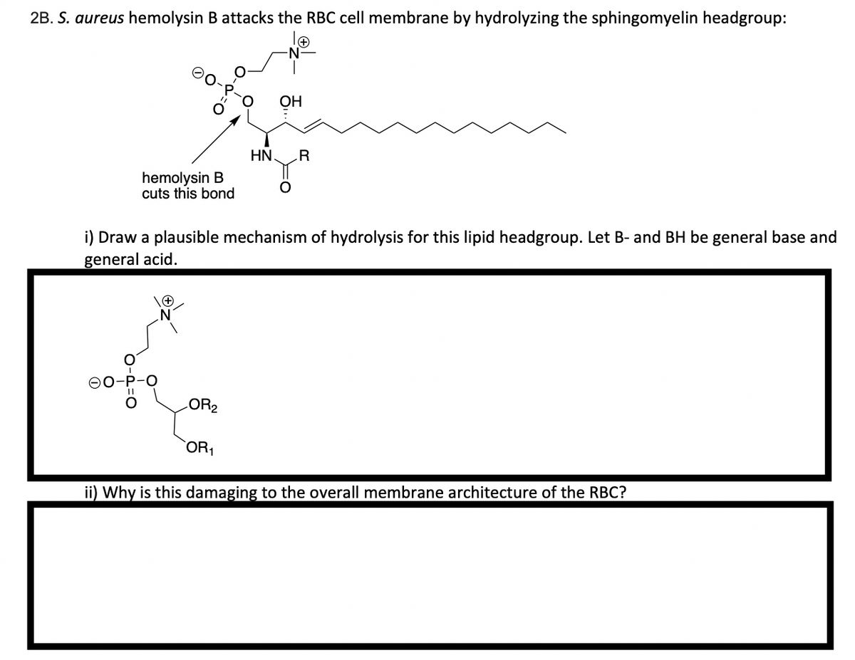 2B. S. aureus hemolysin B attacks the RBC cell membrane by hydrolyzing the sphingomyelin headgroup:
ОН
HN
.R
hemolysin B
cuts this bond
i) Draw a plausible mechanism of hydrolysis for this lipid headgroup. Let B- and BH be general base and
general acid.
00-P-O
LOR2
OR,
ii) Why is this damaging to the overall membrane architecture of the RBC?
