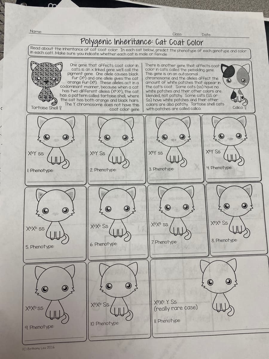 Name:
Class
Date
Polygenic Inheritance: Cat Coat Color
Read aboutthe inheritance of cat coat color In each cat below, predict the phenotype of each genotype and color
in each catl Make sure you indicate whether each cat is male or female
One gene that affects coat color in
cats is an x linked gene we'll call the
pigment gene. One allele causes black
fur (X) and one allele gives the cat
orange fur (X"). These alleles act in a
codominant manner, because when a cat
has two different alleles (XB Xb), the cat
has a pattern called tortoise shell, where
the cat has both orange and black hairs.
The Y chromosome does not have this
coat color gene
There is another gene that affects coat
color in cats called the piebalding gene.
This gene is on an autosomal
chromosome and the alleles affect the
amount of white patches that appear in
the cat's coat, Some cats (ss) have o
white patches and their other colors are
blended, not patchy. Some cats (SS or
Ss) have white patches and their other
colors are also patchy. Tortoise shell cats
with patches are called calico.
Tortoise Shell ?
Calico
XDY ss
XbY Ss
XBY s
XBY SS
I. Phenotype
2. Phenotype:
3. Phenotype:
4. Phenotype
XBXB ss
XBXB Ss
7. Phenotype:
8. Phenotype:
6. Phenotype:
5. Phenotype:
XBXD Y Ss
XBXb Ss
XBXD SS
(really rare case)
II. Phenotype:
10. Phenotype
9 Phenotype:
(C) Bethany Lou 2016
