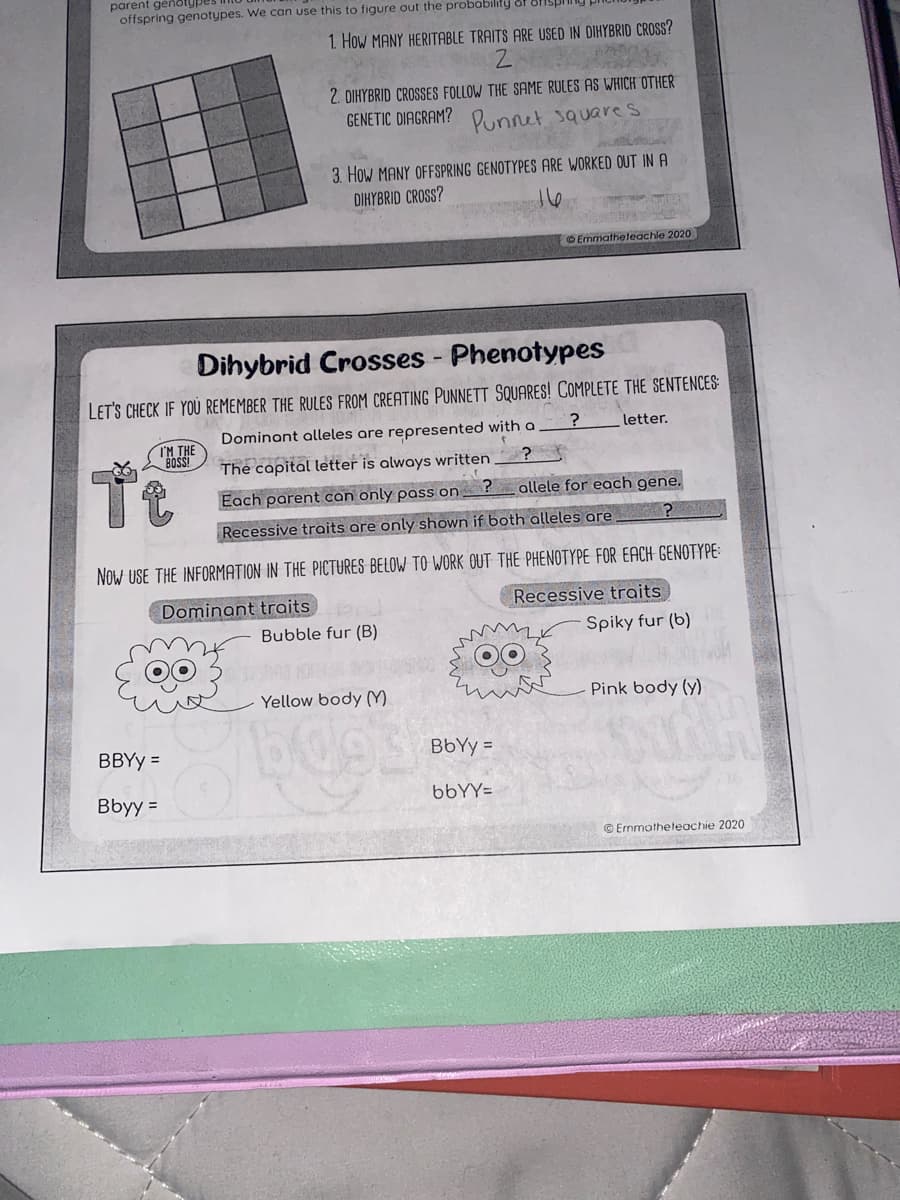 parent genoty
offspring genotypes. We can use this to figure out the probability of
1 How MANY HERITABLE TRAITS ARE USED IN DIHYBRID CROSS?
2. DIHYBRID CROSSES FOLLOW THE SAME RULES AS WHICH OTHER
GENETIC DIAGRAM? Dunnet square S
3. How MANY OFFSPRING GENOTYPES ARE WORKED OUT IN A
DIHYBRID CROSS?
Emmatheteachie 2020
Dihybrid Crosses - Phenotypes
LET'S CHECK IF YOU REMEMBER THE RULES FROM CREATING PUNNETT SQUARES! COMPLETE THE SENTENCES:
Dominant alleles are represented with a
letter.
I'M THE
BOS!
Tt
The capital letter is always written
Each parent can only pass on
allele for each gene.
Recessive traits are only shown if both alleles are
Now USE THE INFORMATION IN THE PICTURES BELOW TO WORK OUT THE PHENOTYPE FOR EACH GENOTYPE:
Dominant traits
Recessive traits
Bubble fur (B)
Spiky fur (b)
Yellow body (M
Pink body (y)
BBYY =
BbYy =
Bbyy =
bbYY=
© Ermmotheleachie 2020
